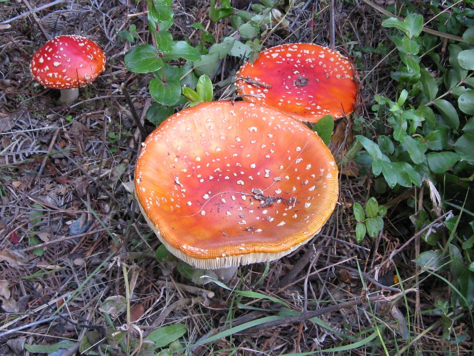 A Trio of Amanita Mushrooms
